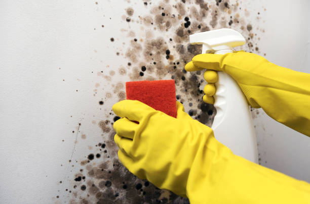 Best Black Mold Removal  in Woodward, OK