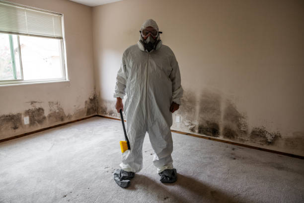 Trusted Woodward, OK Mold Removal Experts