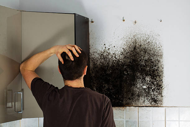 Best Affordable Mold Removal  in Woodward, OK