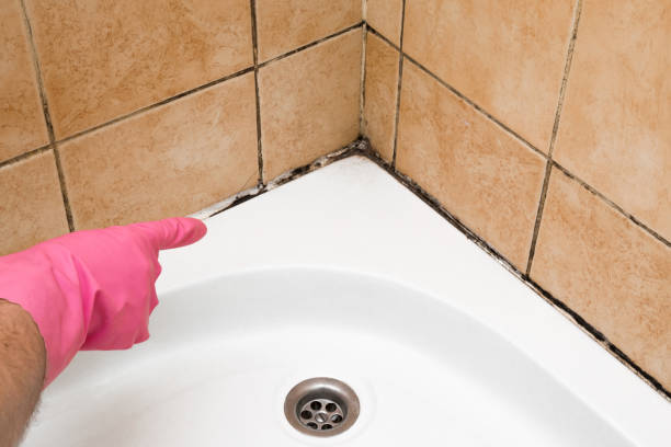 Best Toxic Mold Removal  in Woodward, OK